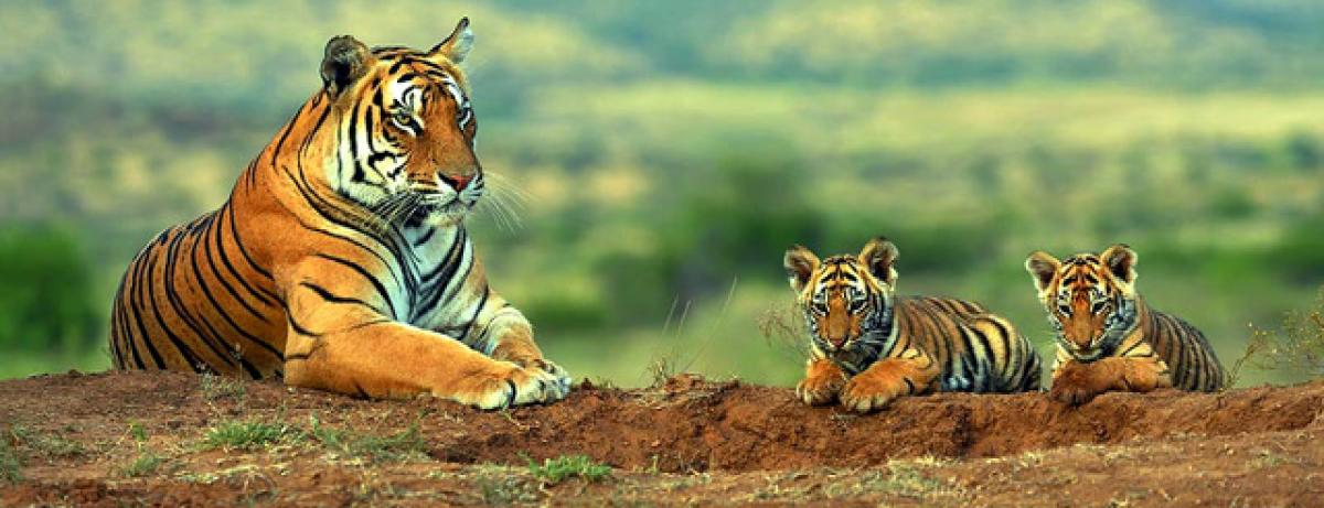 Tiger census in Nallamala from today