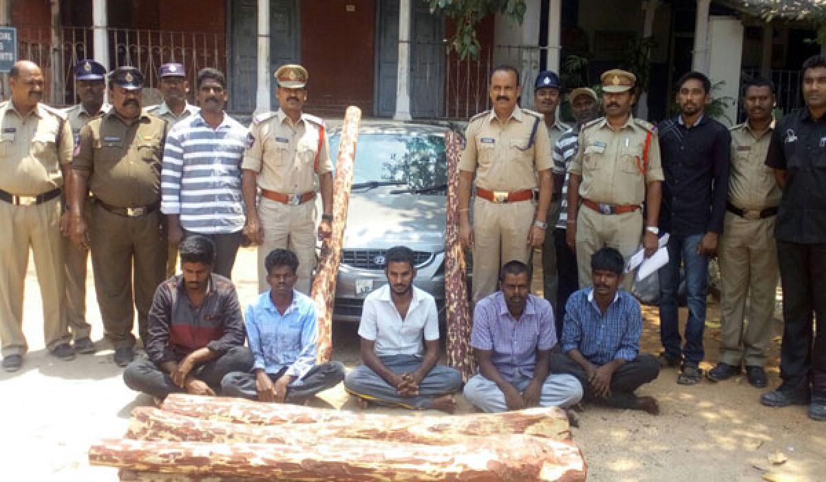 38 red sanders logs seized 5 nabbed