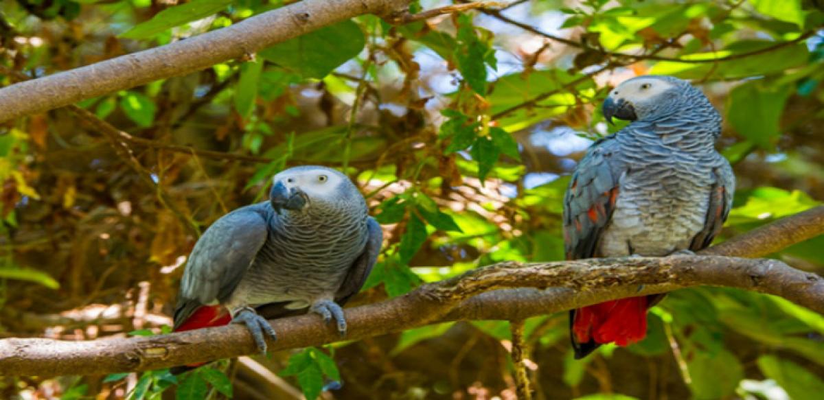 Parrots just as smart as apes: Study