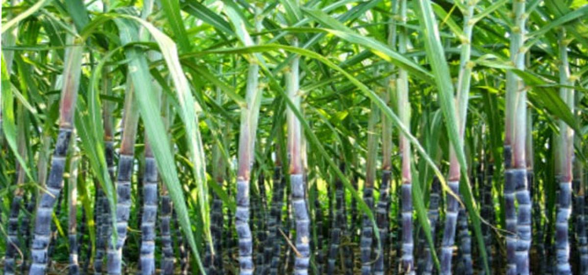 Sugarcane growers in a fix over govt order
