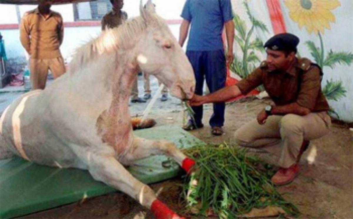 After brutal attack during BJP protest, Shaktiman’s fractured leg amputated