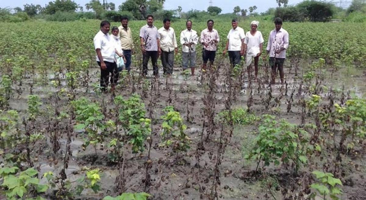 Crop loss pegged at `100 crore in Nalgonda