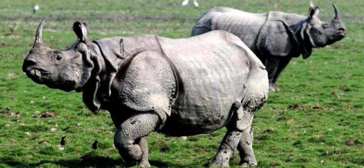 Three rhino poachers nabbed in Assam