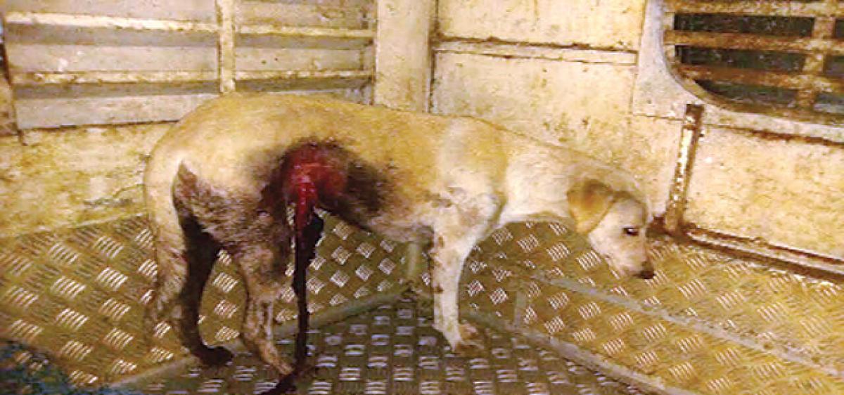GVMC torturing stray dogs to death