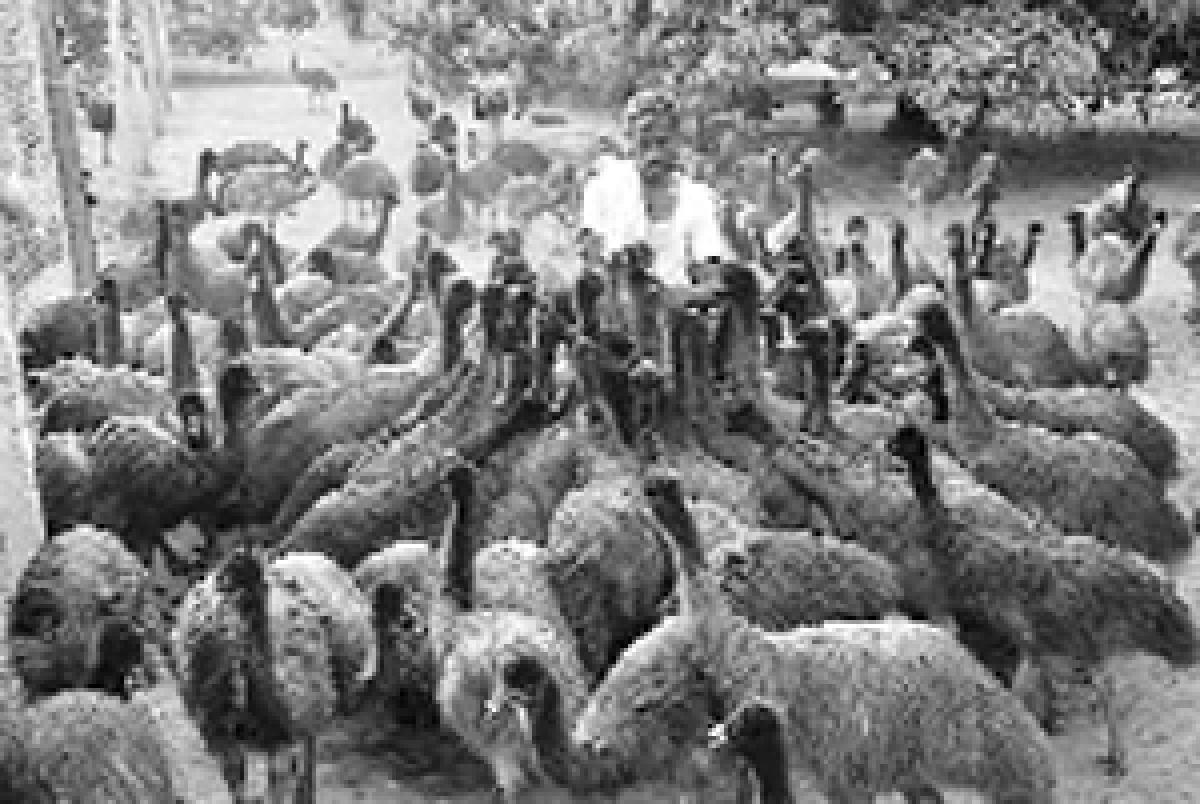Emu farmers in AP, Telangana in distress