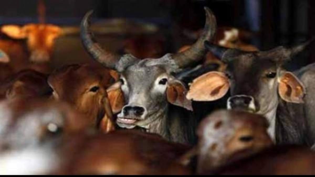 After UP, Jharkhand govt orders closure of illegal abattoirs within 72 hours