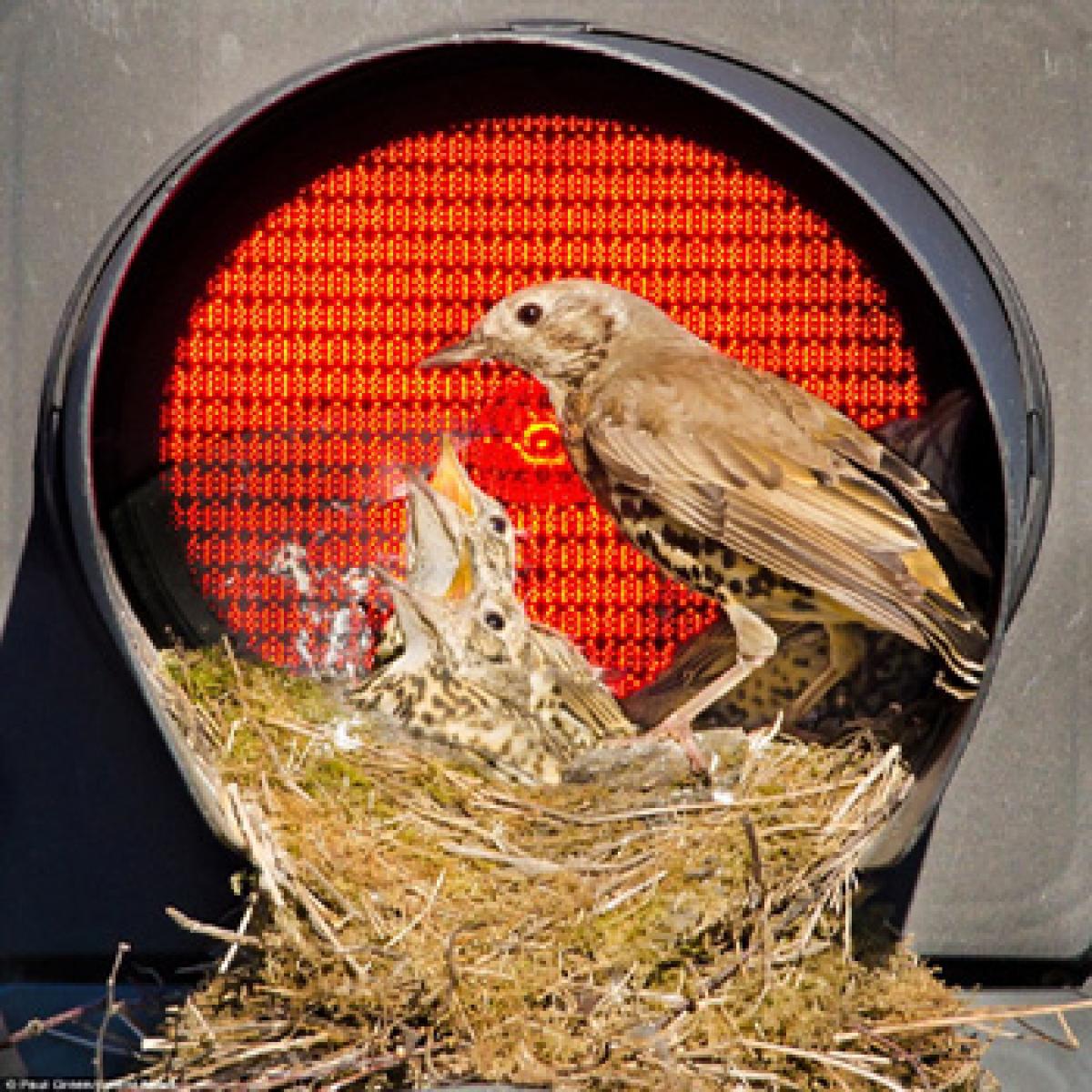 City birds smarter than their rural counterparts!