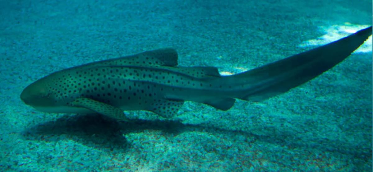 Leopard shark learns to reproduce by herself