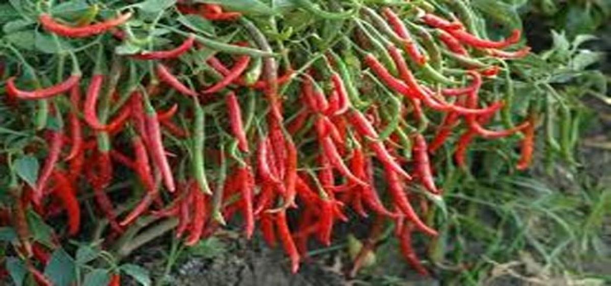 Red chilli crop causes `24 cr loss to farmers