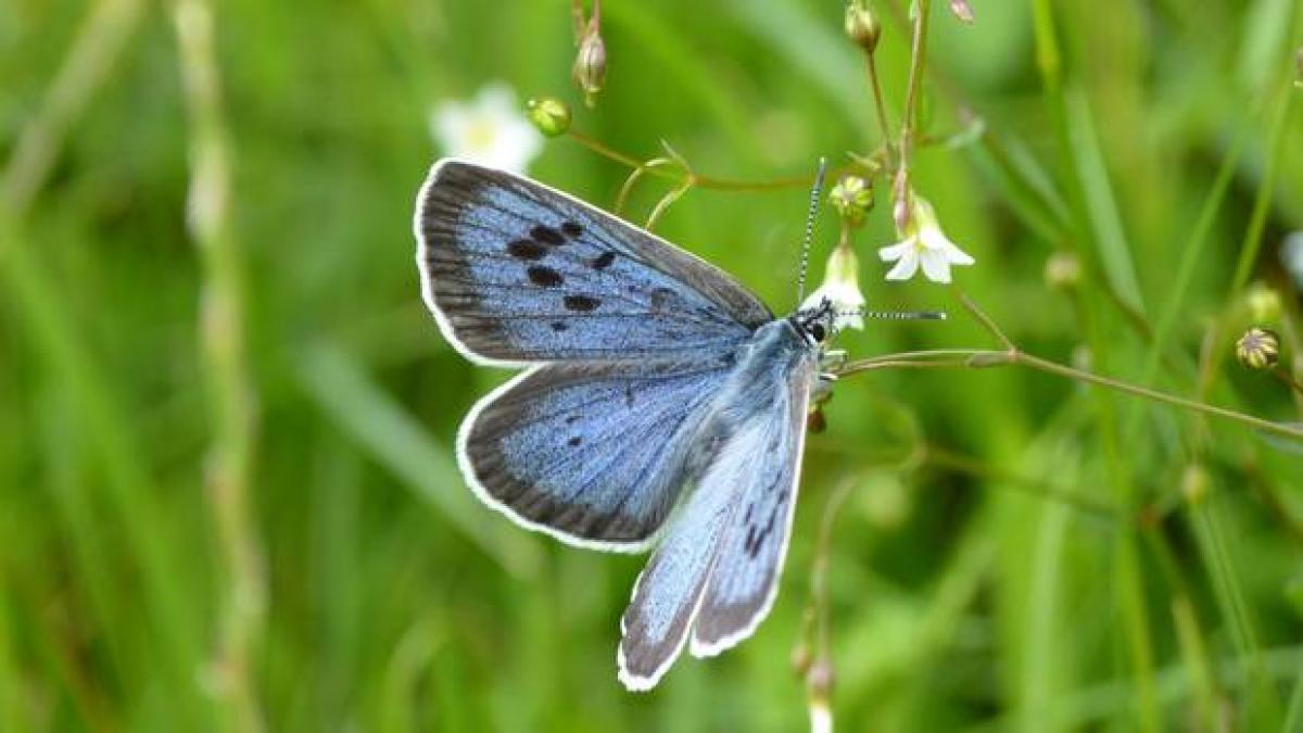 Amazing HR message of large blue butterfly and red ant