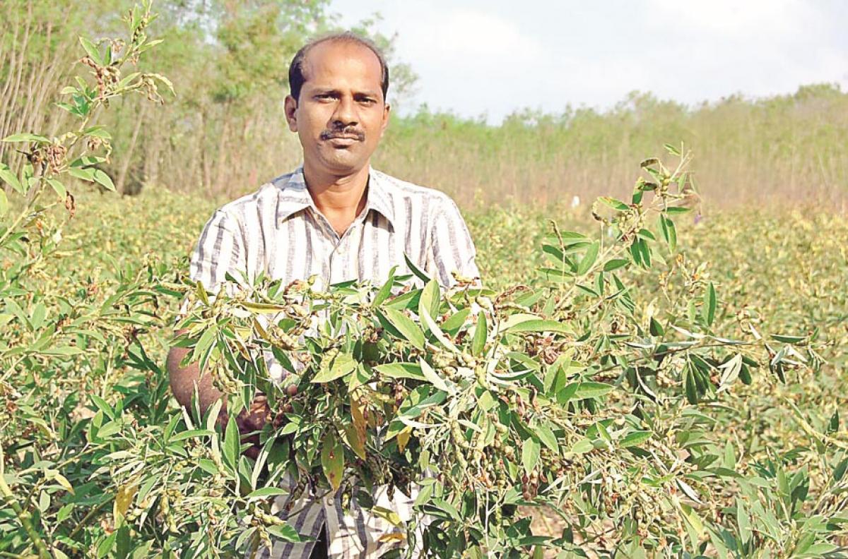 Integrated farming generates more returns