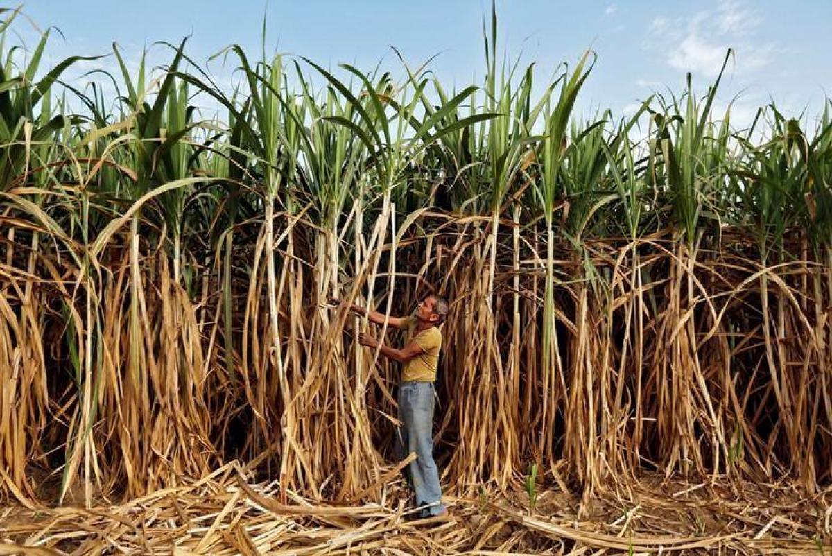 India sugar output forecast to drop to lowest in seven years