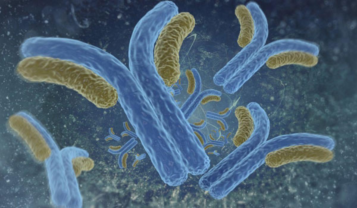 Human antibodies to fight ebola viruses discovered