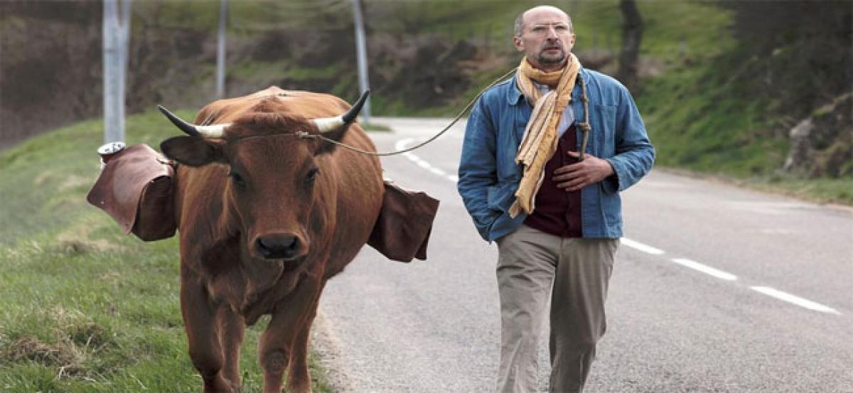  The Cow  New French Comedy