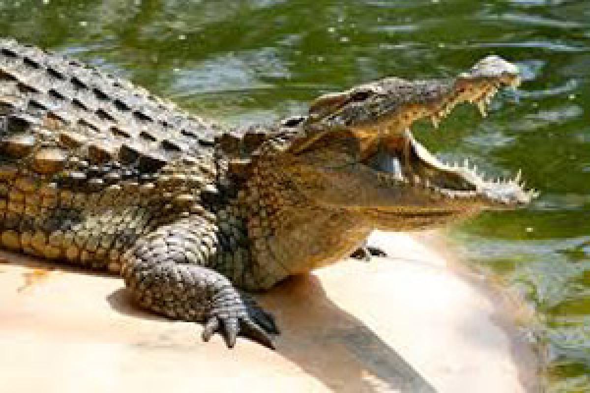 Two youths killed by crocodiles