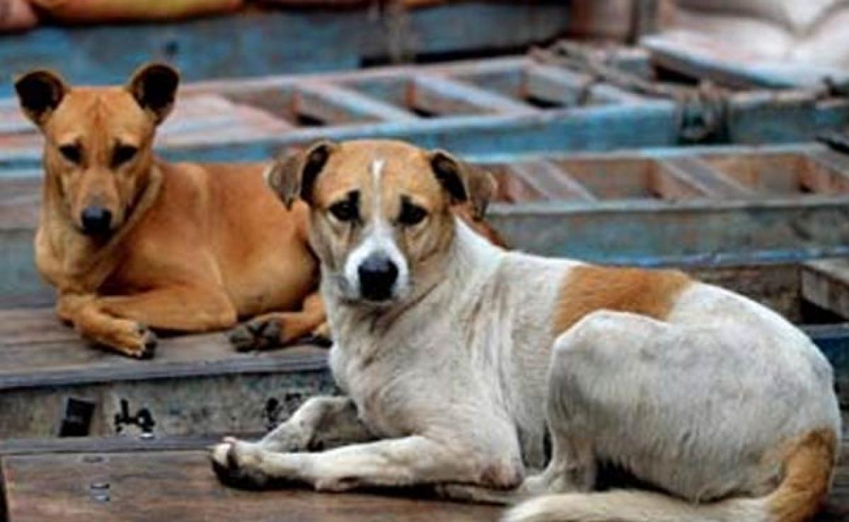 Stray Dog Feeds On Infants Corpse Inside Hospital Premises In Odisha