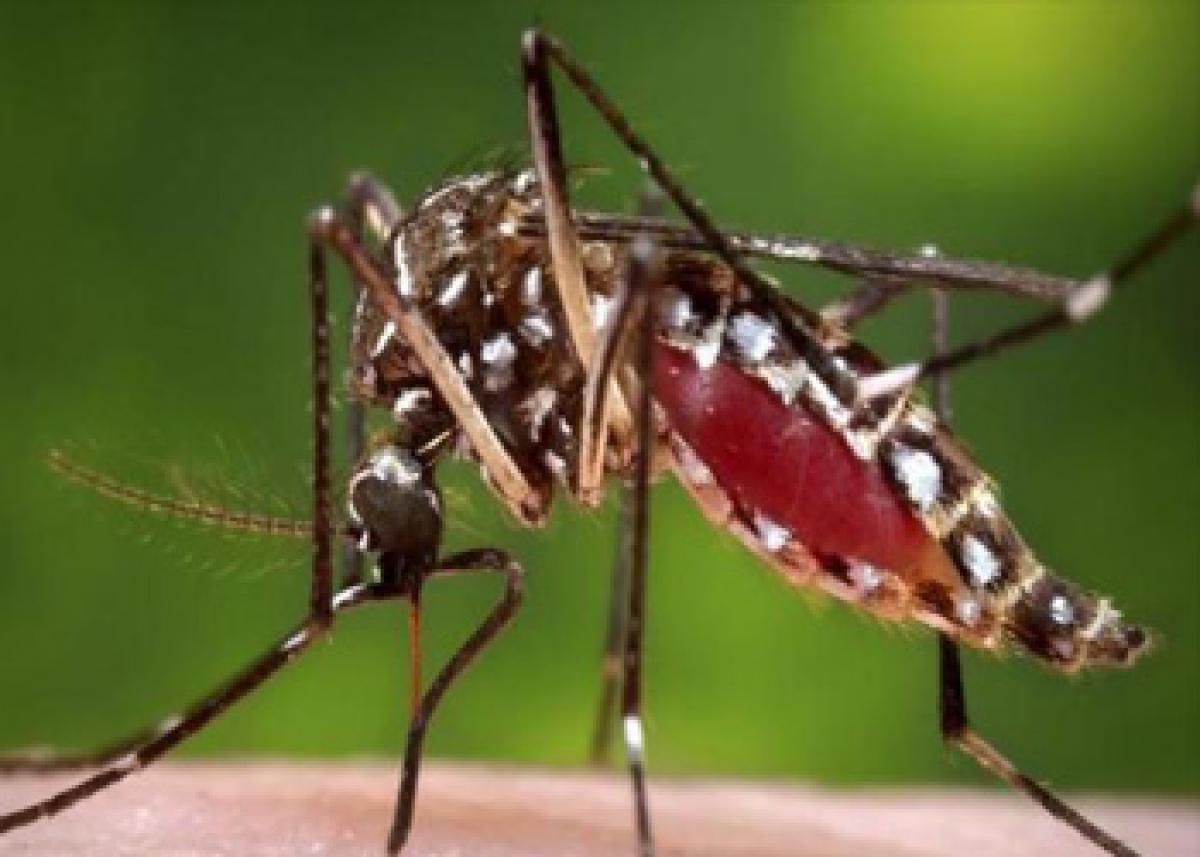 WHO calls emergency meeting over Zika virus