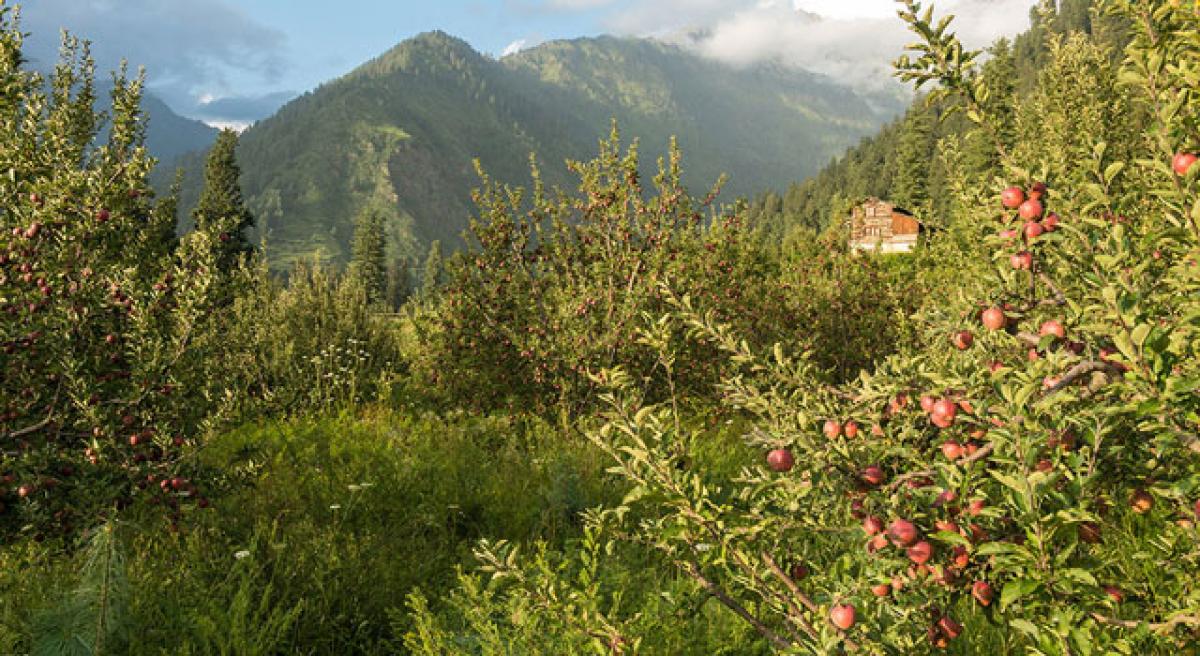 Apple orchards shift to higher altitudes
