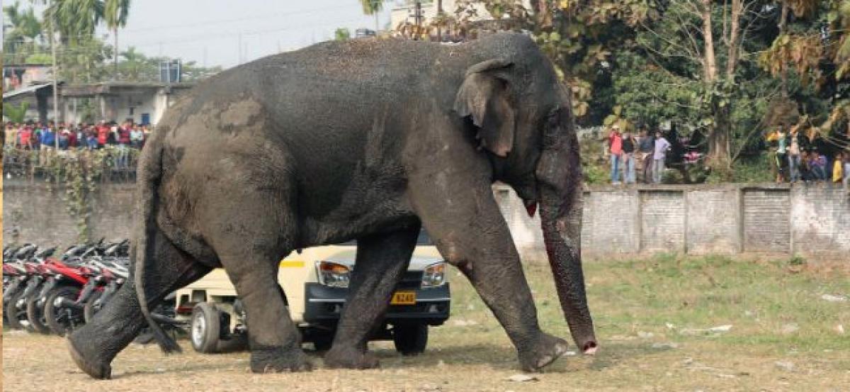 Elephant tramples teenager to death
