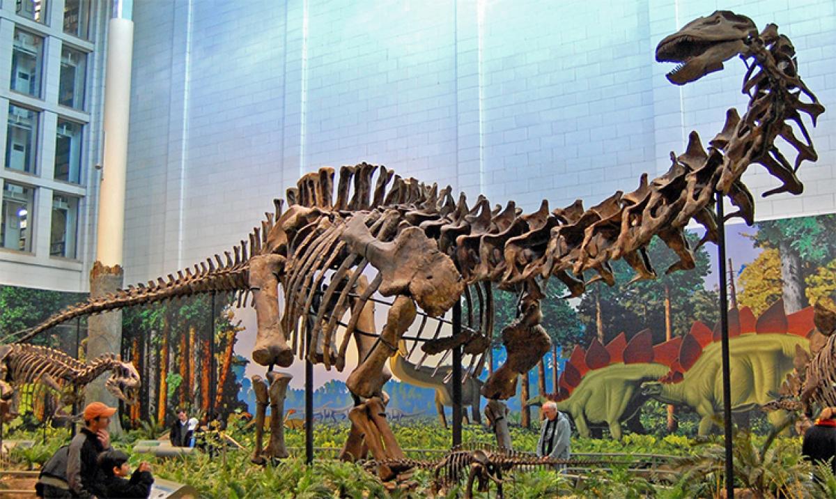 Giant sauropod dinosaur smaller than thought