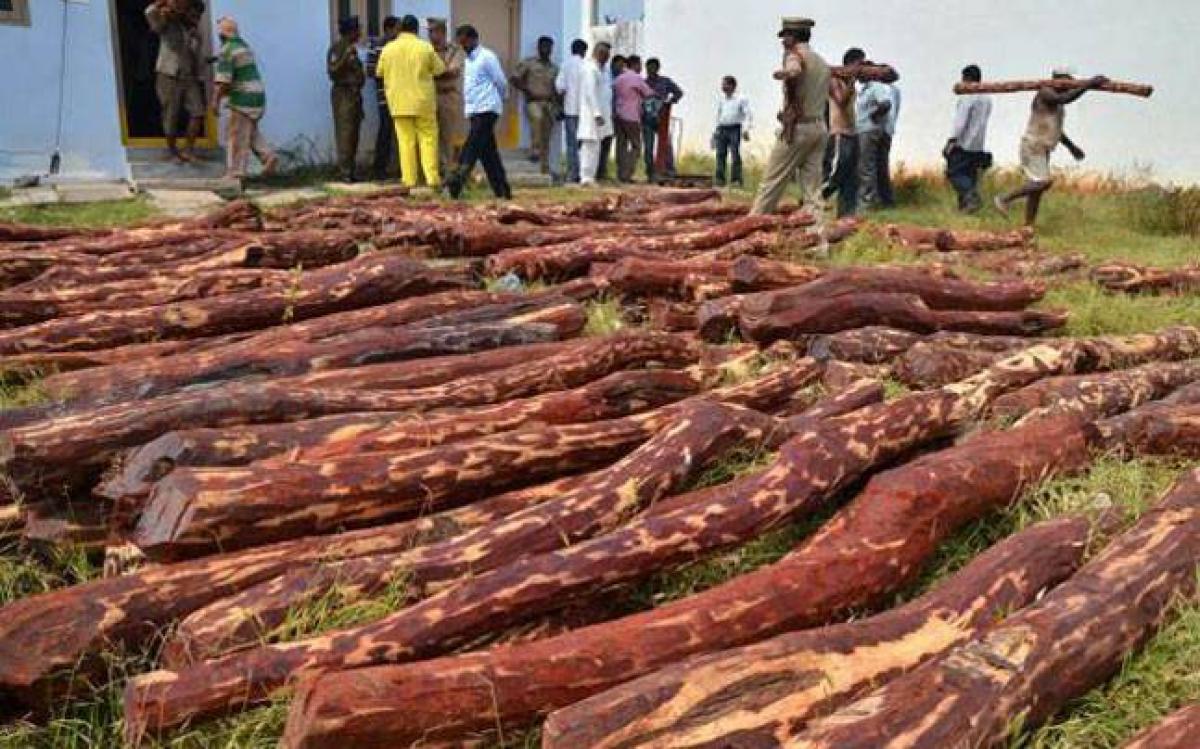 Police bust red sanders smuggling racket, 11 arrested