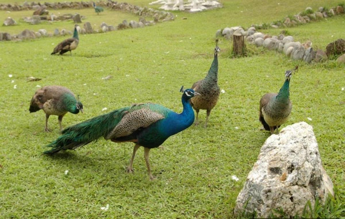 Heat wave claims lives of five peacocks