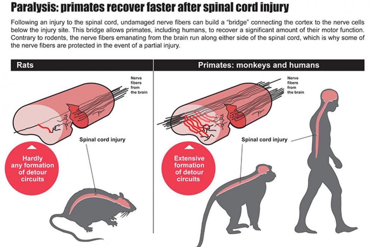 How humans, monkeys recover from paralysis