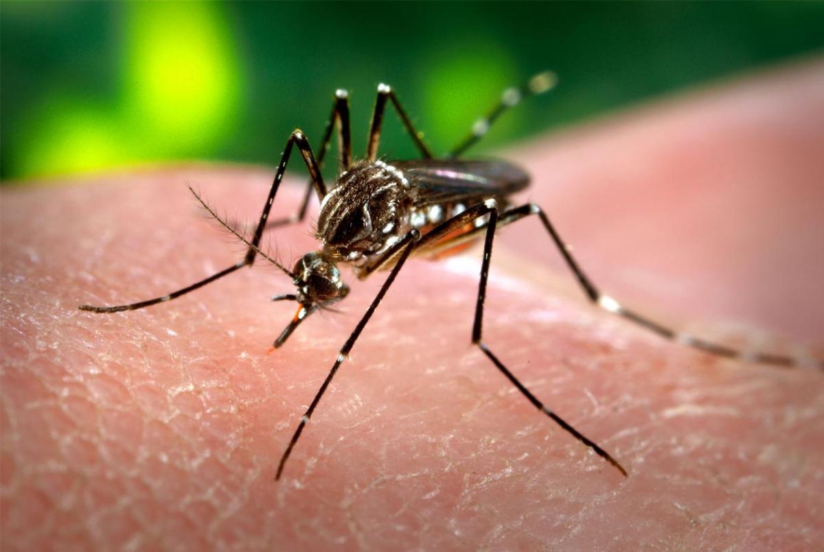 2 children die of dengue