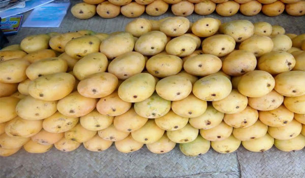 Banaganapalle mango yield falls