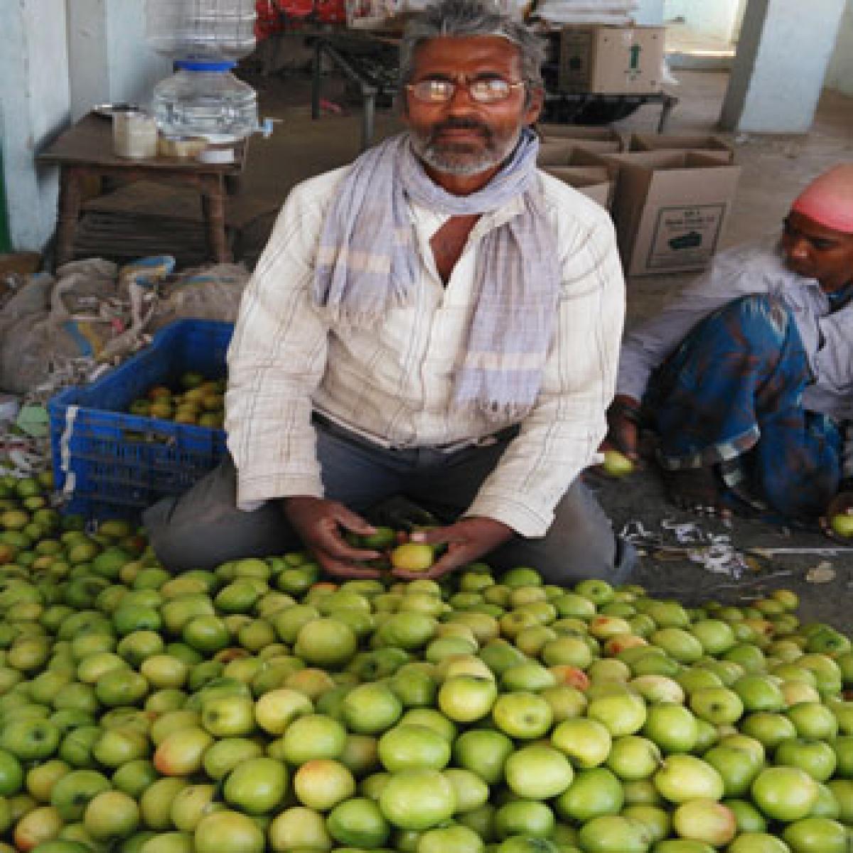 Apple berry, boon for drought hit farmers