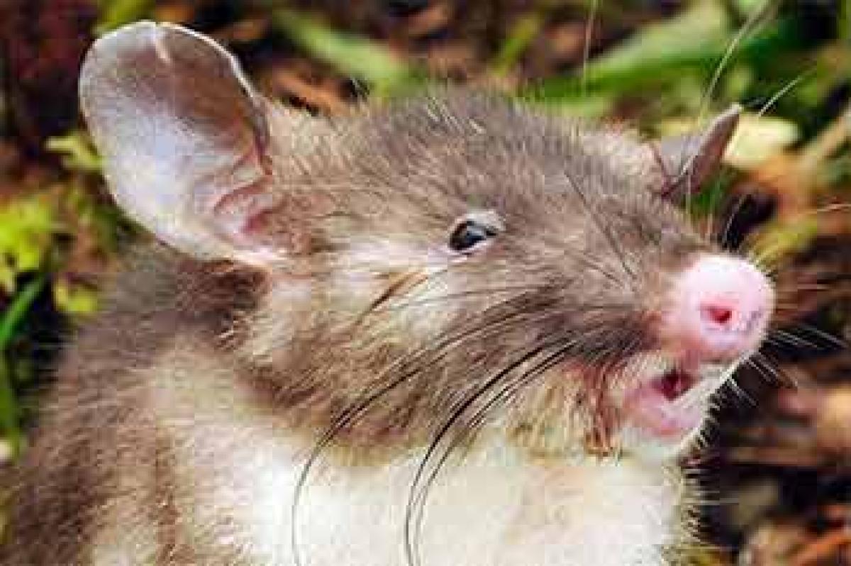 New mammal species discovered in Indonesia