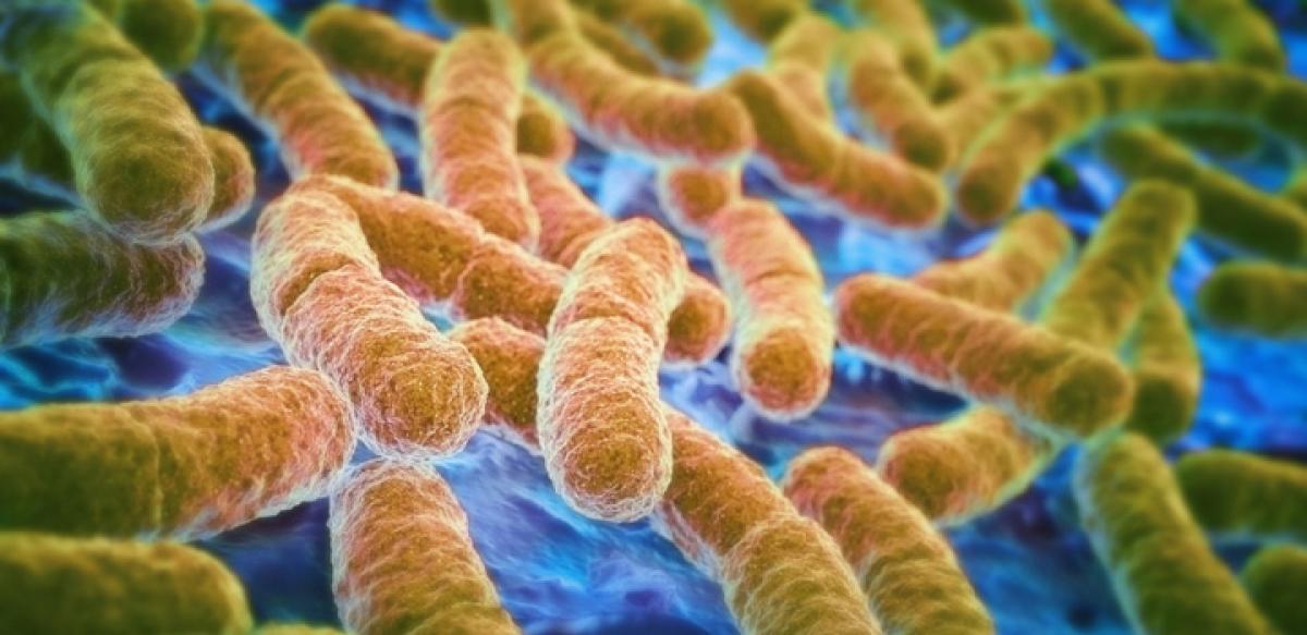 How gut keeps bacteria from escaping