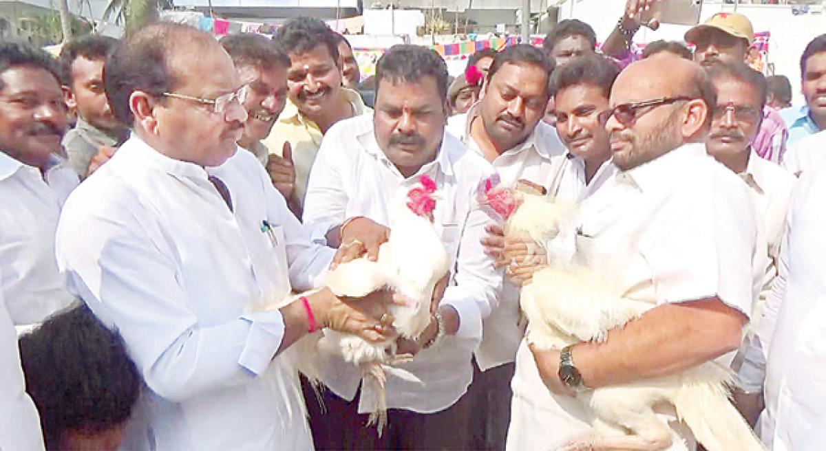 Cock-fighting at Janmabhoomi valedictory