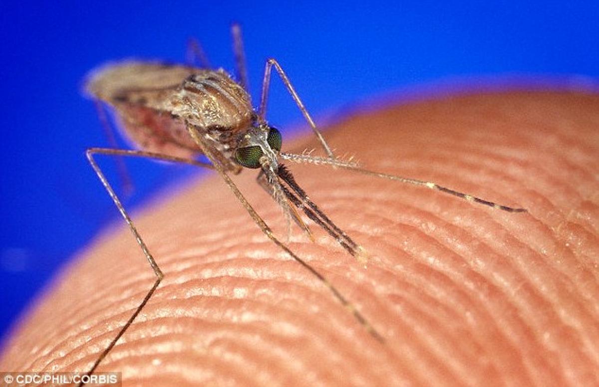 More than 150 died of malaria after heavy rains lash out Zimbabwe