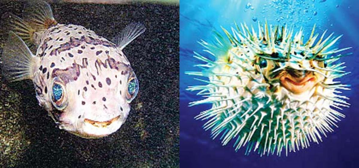 Two fugitives and a plate of Fugu