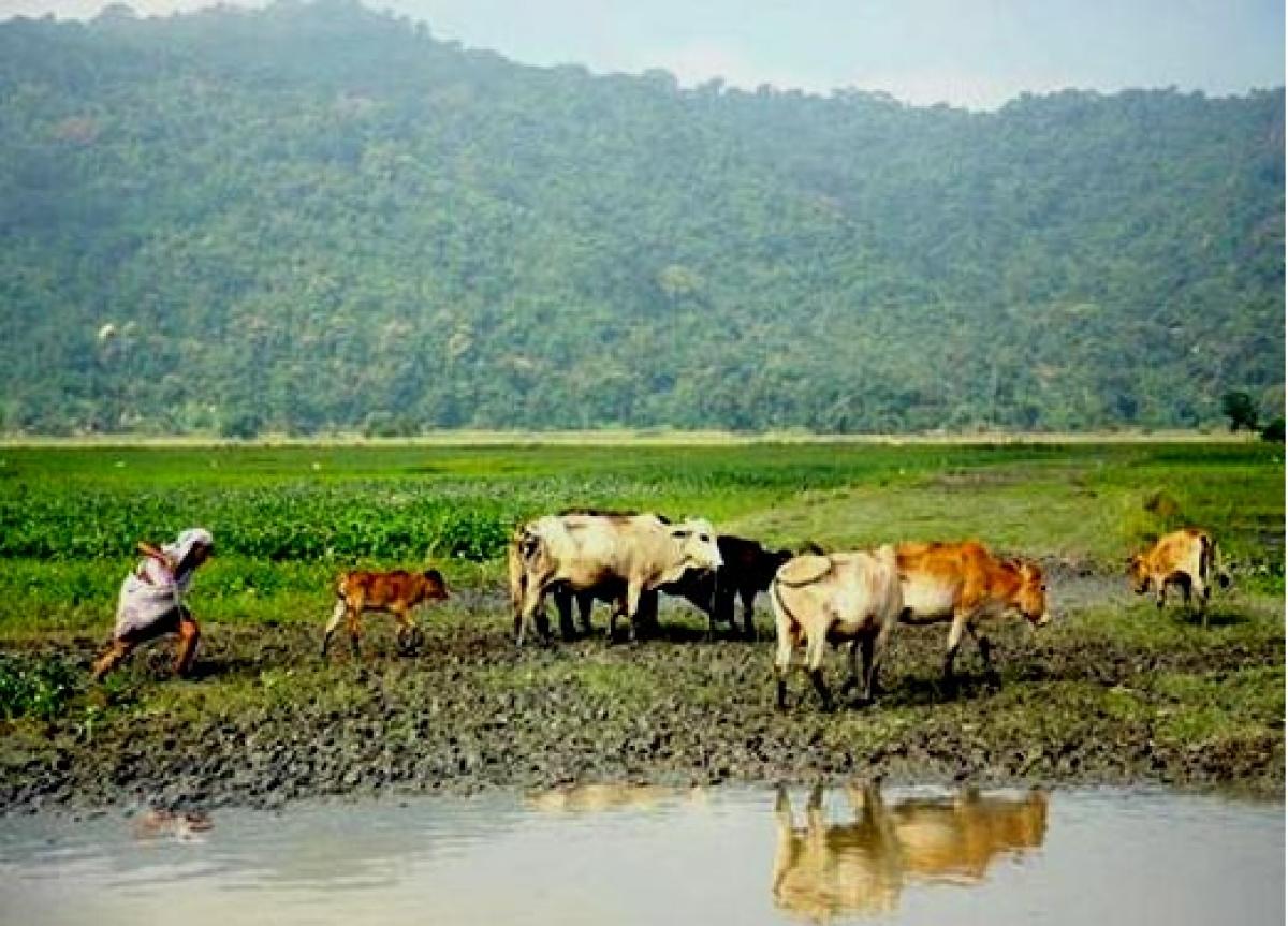 Farmer suicides​ in Assam: Govt constitutes One Man Inquiry Committee