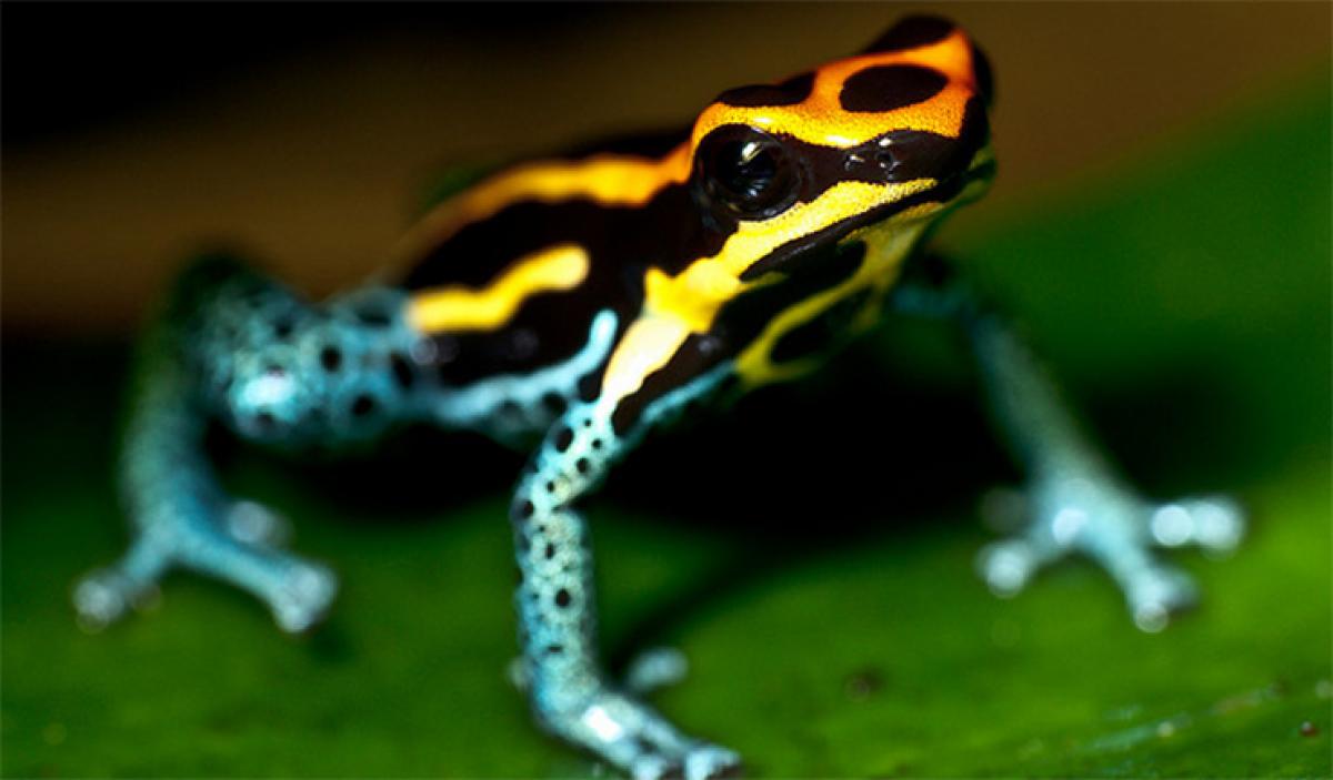 Showy people in corporate and poison dart frog – a lesson must for HR