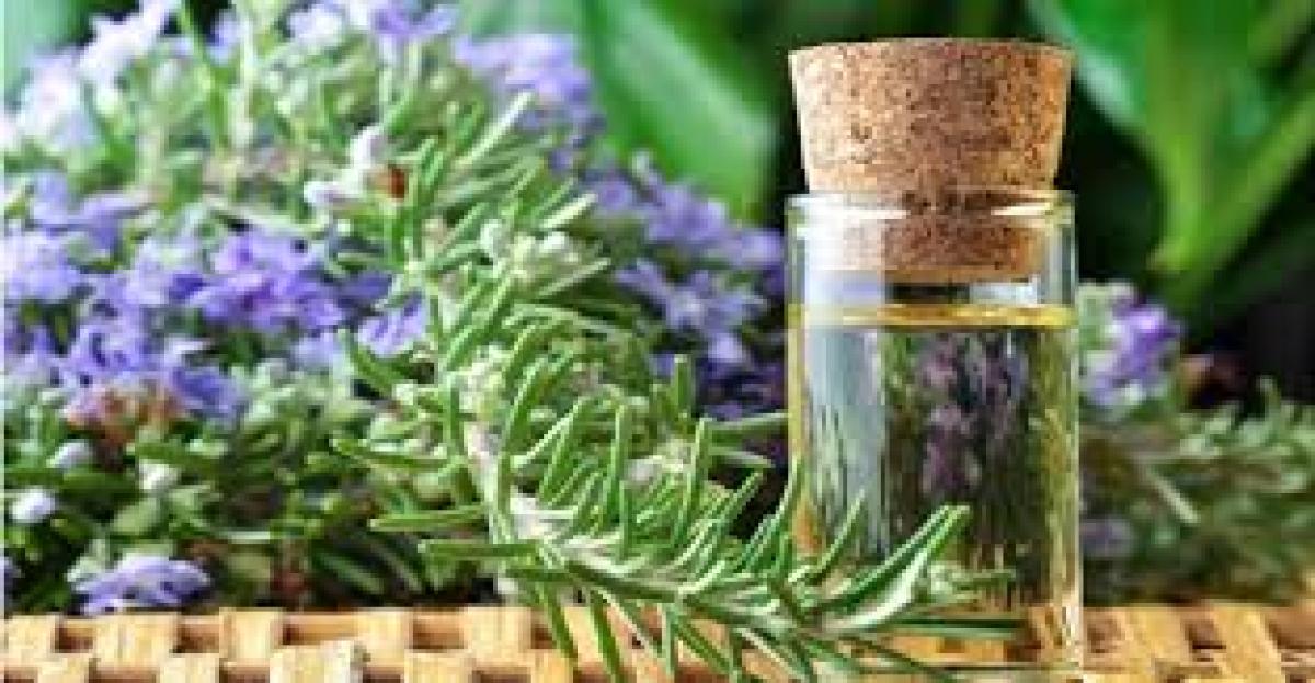 Elderly people can improve brain power with a sniff of rosemary