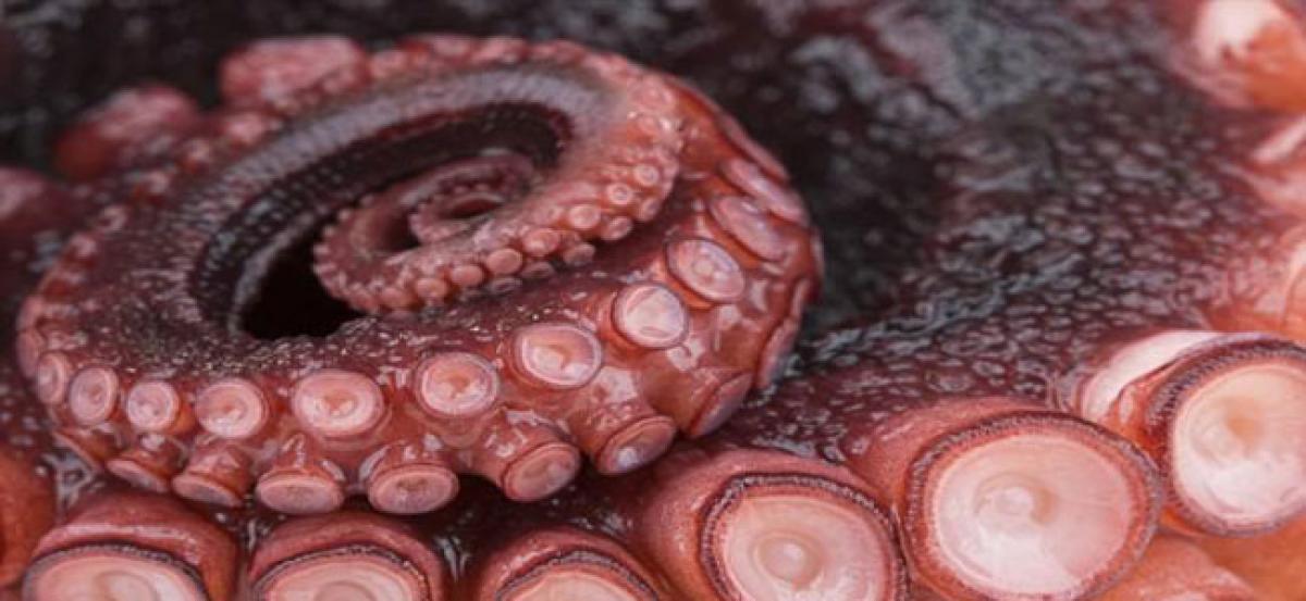 Octopus- inspired adhesive patch works under water