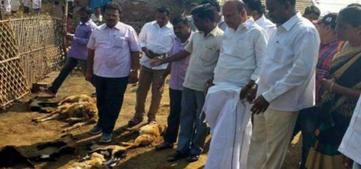 Stray dogs in Warangal Killed 28 sheep