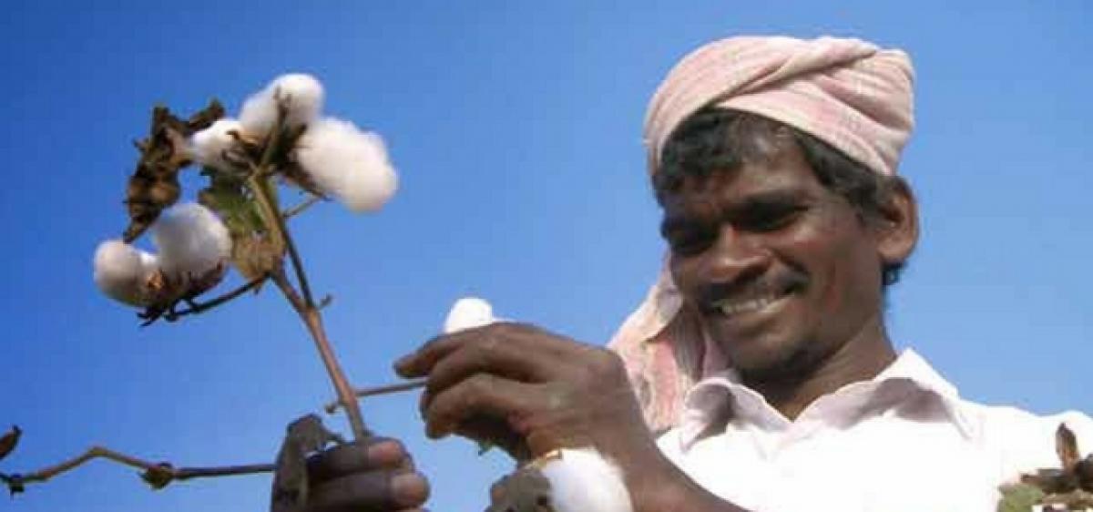 Farmers set to revert to cotton