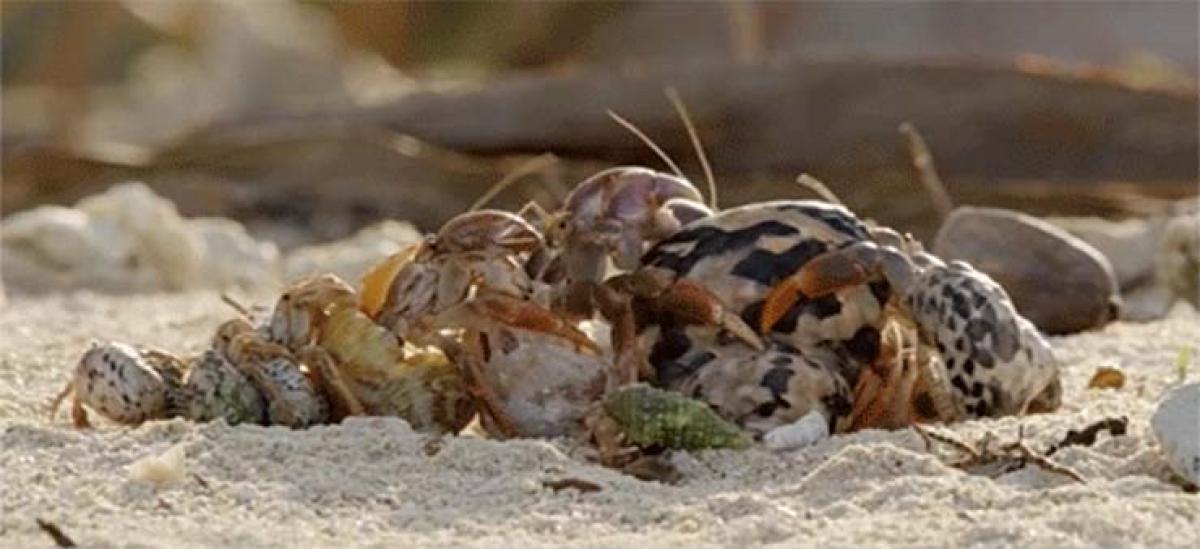 Are you in ‘vacancy chain’ or looking for new shell like hermit crab? Career growth message for corporate employees