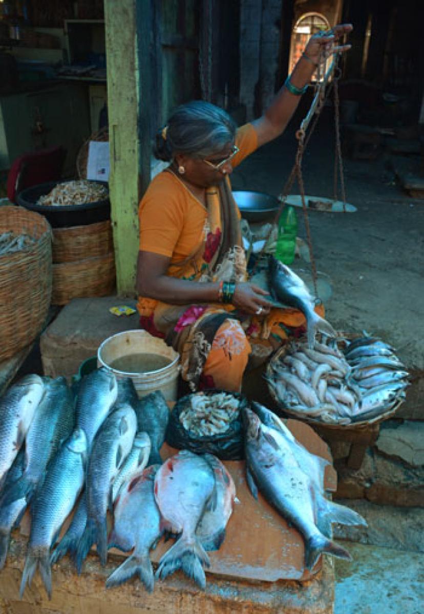 GHMC cold to new fish markets