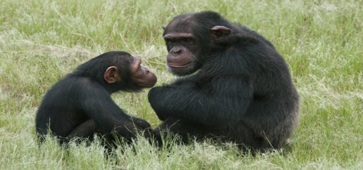 Apes may also understand what others are thinking