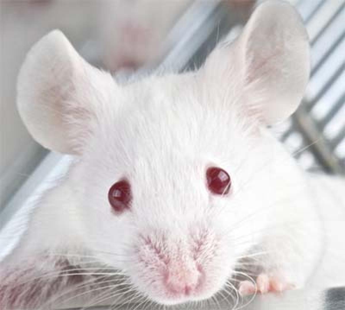 Brainy mice may help treat brain disorders in humans