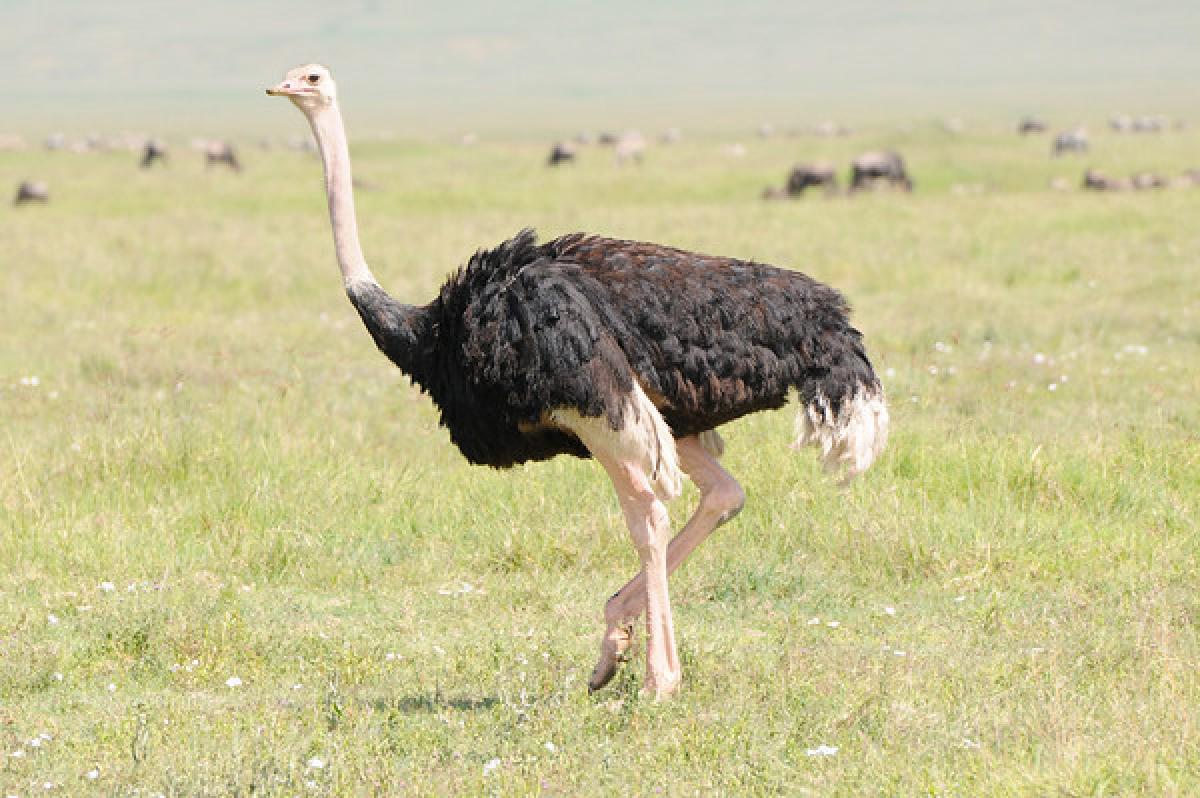 Ostriches were found in India 25,000 years ago: Study