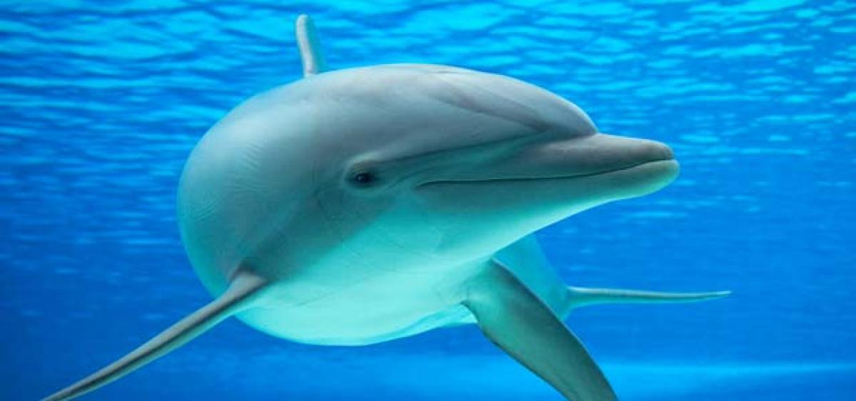 Mapping dolphin proteins may benefit human health