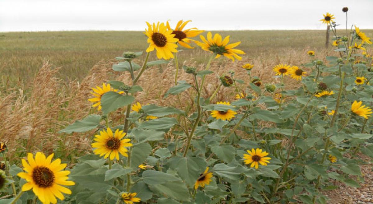 Wild sunflowers provide resilient diversity