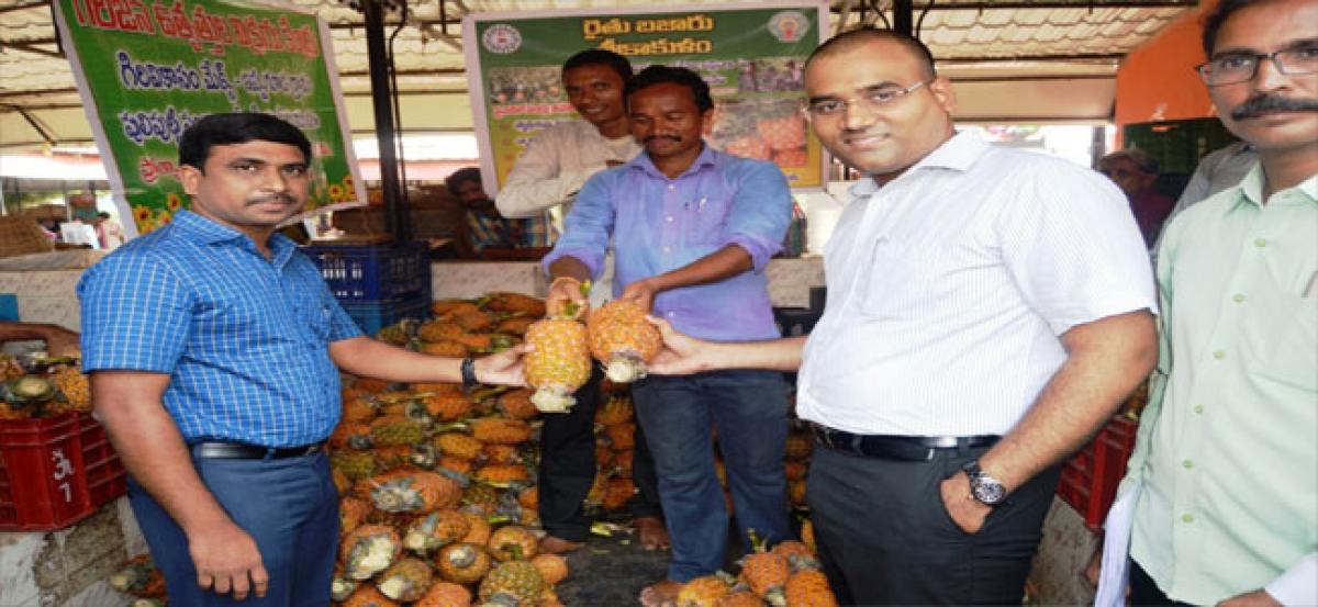 Scanty rainfall affects pineapple yield