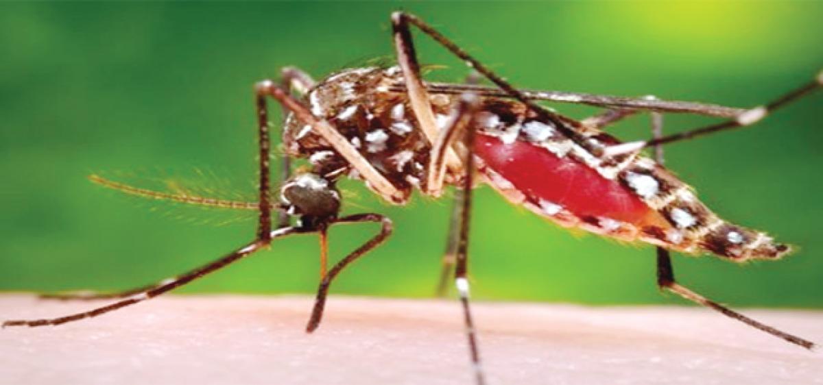 Genetically-engineered mosquitoes give hope against dengue